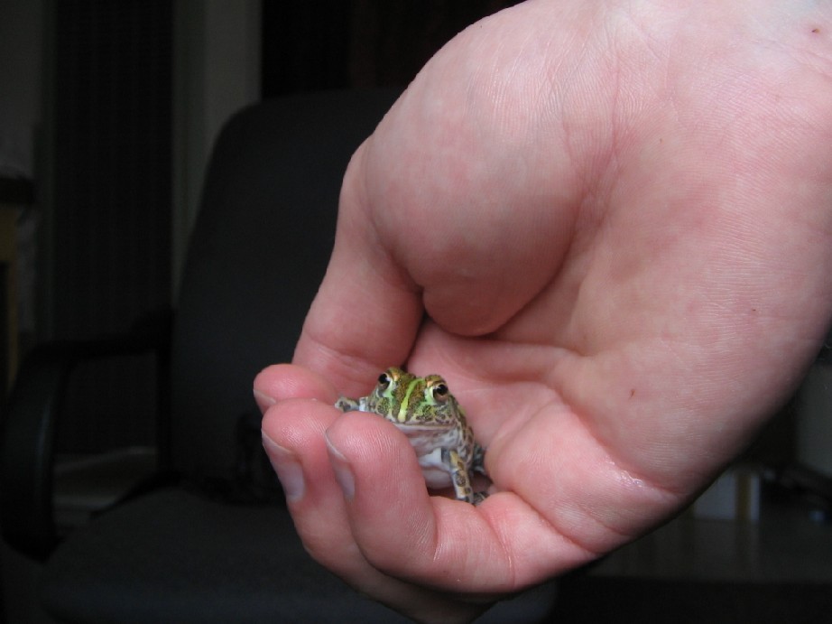 my funny little african bullfrog