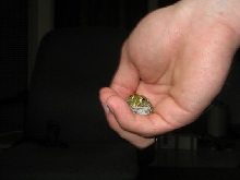 Baby Pixie