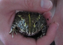 My frog One Eyed W.