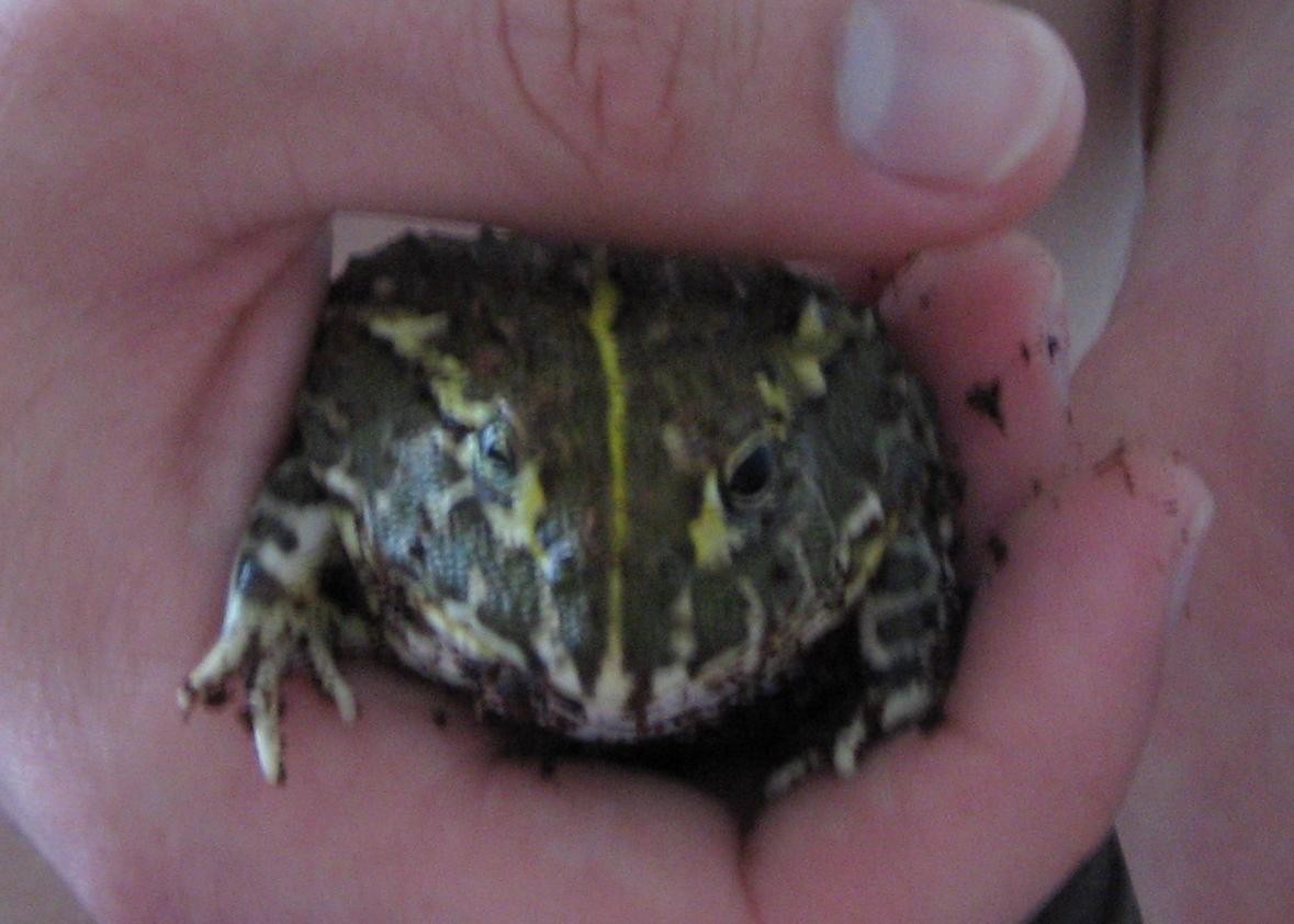 My frog One Eyed W.