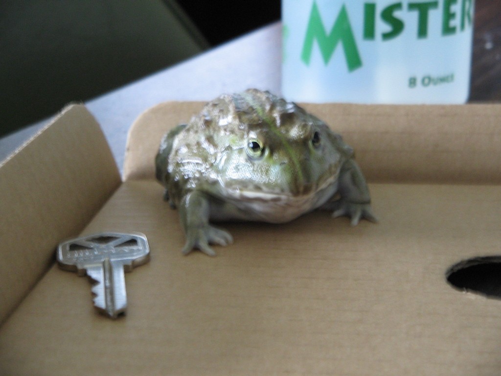 myother african bullfrog