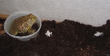 African  bullfrog baby