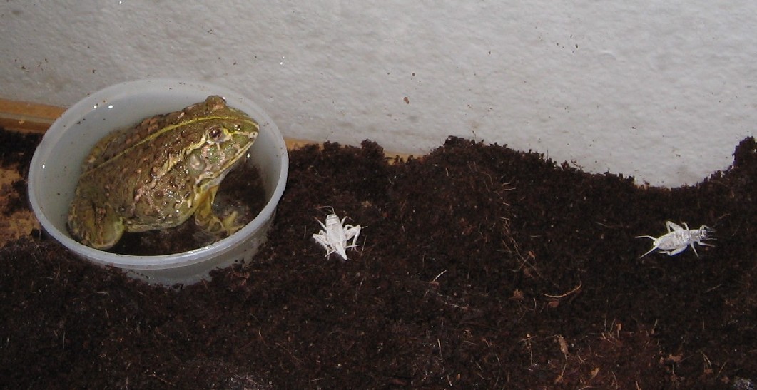 African  bullfrog baby