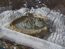 african bullfrog baby