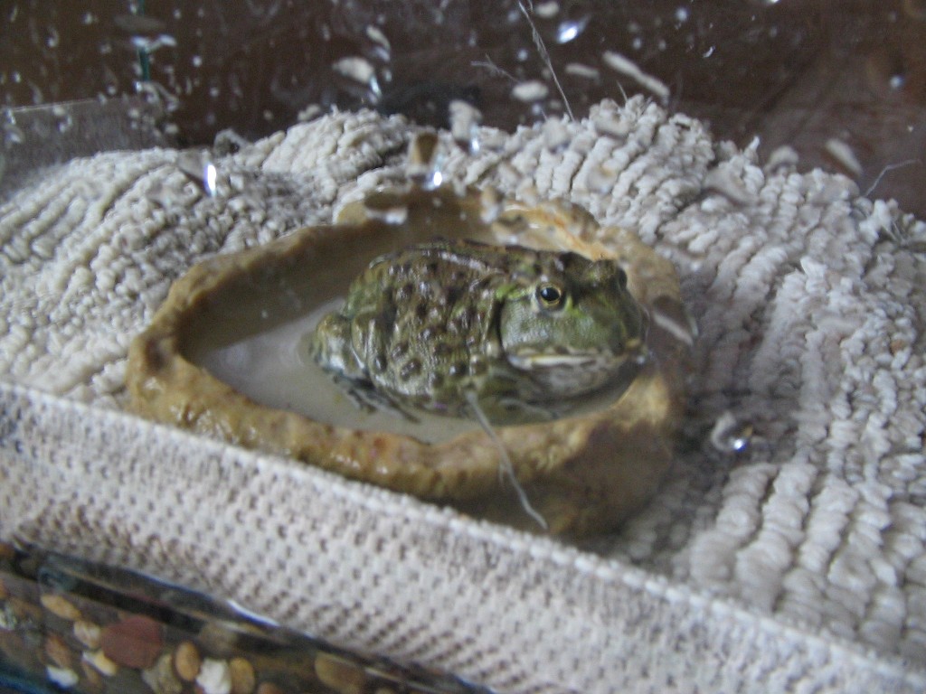 african bullfrog baby