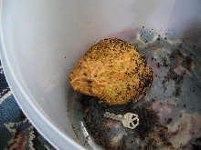 pacman