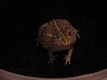 Pixie frog