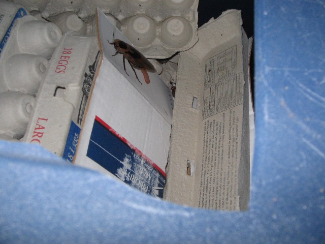 roach B.fusca