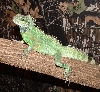 puff hangin out