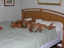 On To The Bed