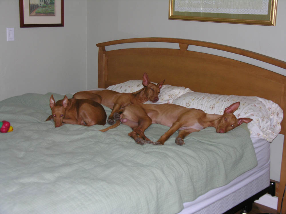 On To The Bed