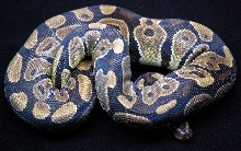 Normal Female