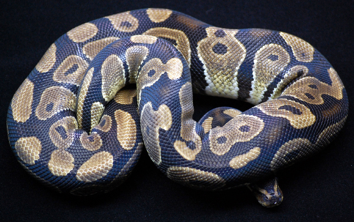 Normal Female