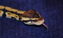 Sticking tounge out