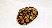 07 CH Male Yellow Belly