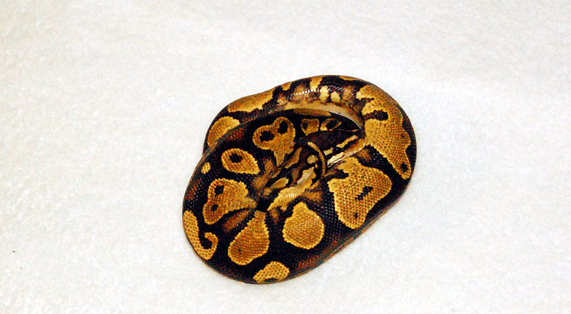 07 CH Male Yellow Belly