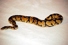 07 CH Male Yellow Belly
