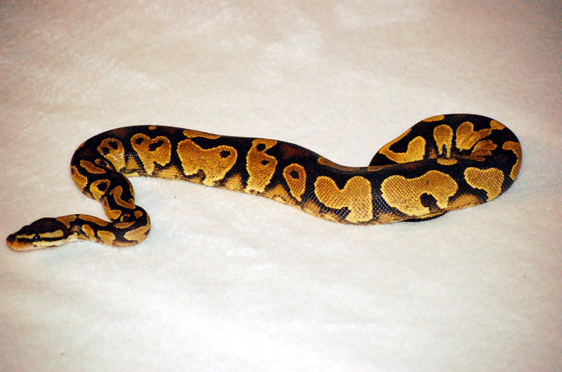 07 CH Male Yellow Belly