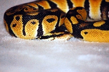 07 CB Male Pastel