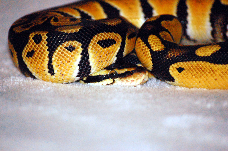 07 CB Male Pastel