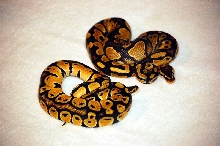 07 CB Male Pastel and CH Yellow Belly