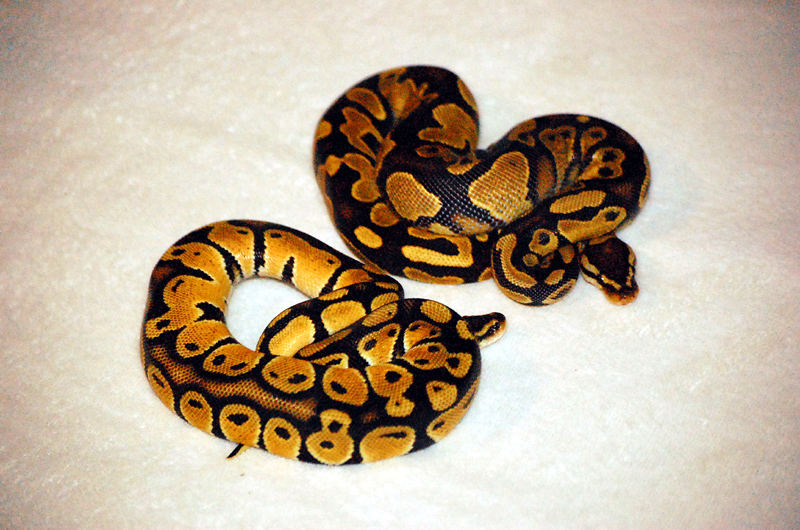 07 CB Male Pastel and CH Yellow Belly