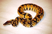 07 CB Male Pastel