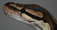 Normal Breeder Female Head Shot