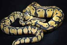 07 CB Male & Female Pastel