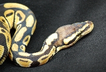 07 CB Male Pastel Head Shot