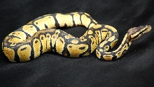 07 CB Male Pastel