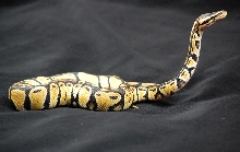 07 CB Male Pastel Posing