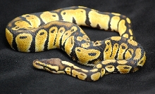 07 CB Male Pastel