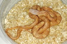 Lavender-Albino, Black Rat Snake