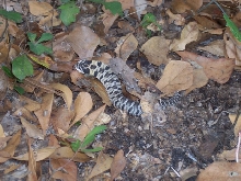 species?