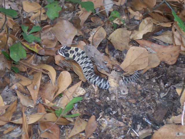 species?