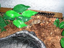 Male Hydrodynastes