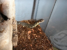 Nerodia erythrogaster transversa