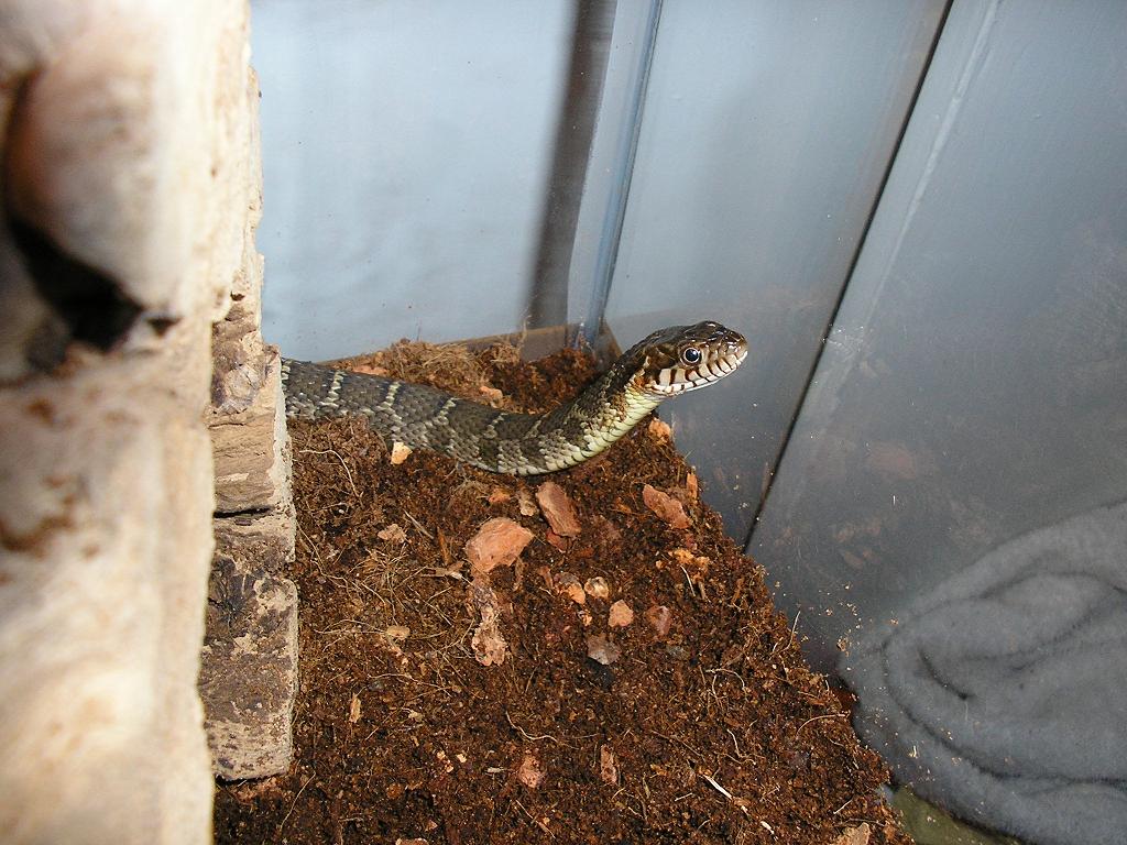 Nerodia erythrogaster transversa