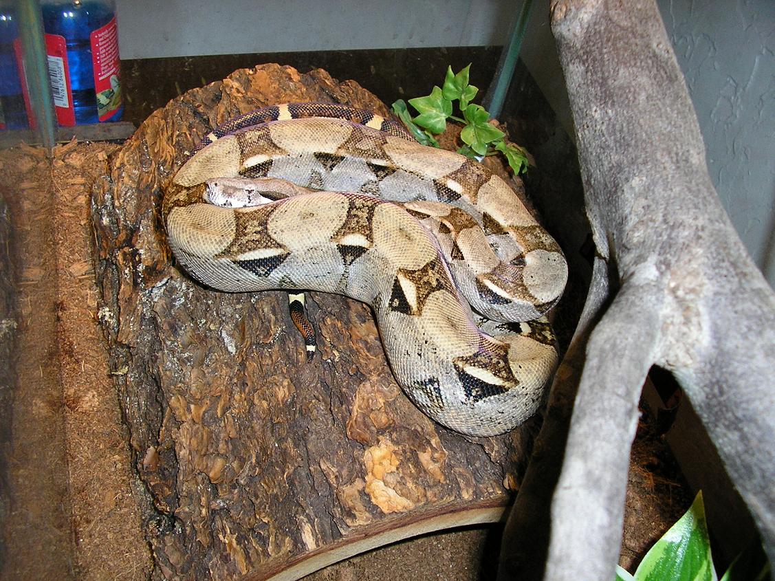 female Boa constrictor constrictor