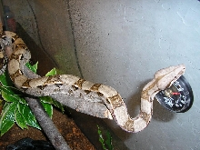 Young Boa constrictor constrictor