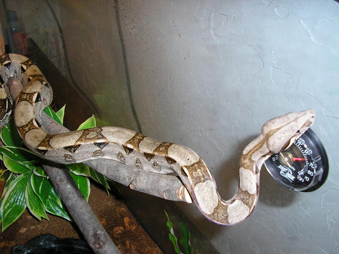 Young Boa constrictor constrictor