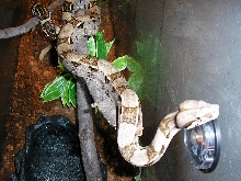younBoa constrictor constrictor
