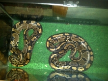 platinum lesser het