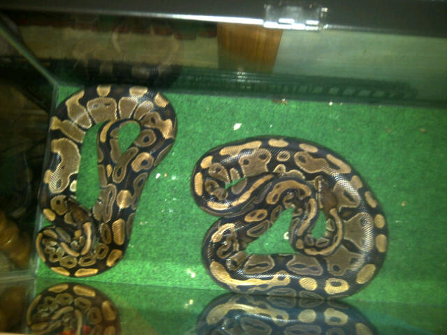 platinum lesser het