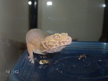 female head