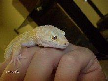 male head