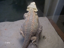 hypo