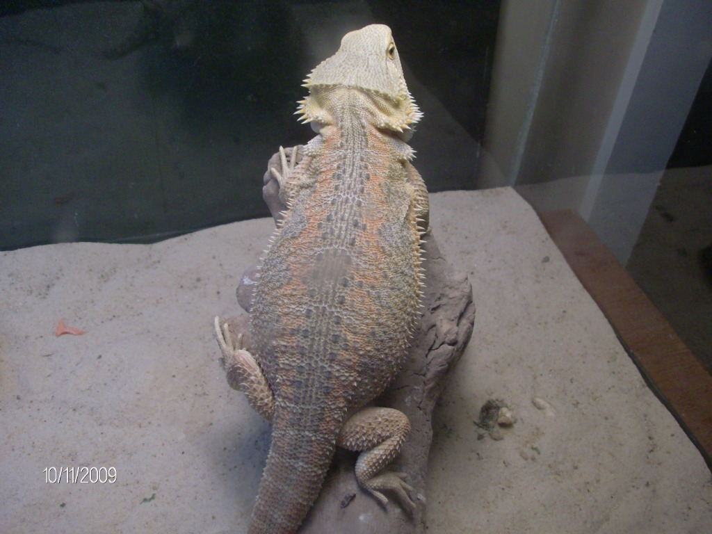 hypo