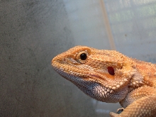 male hypo het. trans